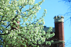 行政大楼耸立在西北校区的一棵树上，因为它在三月开花.