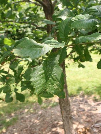 Summer '08 Leaf - Swamp Chestnut Oak