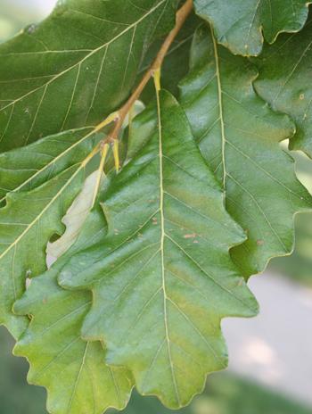 Leaf - Swamp White Oak